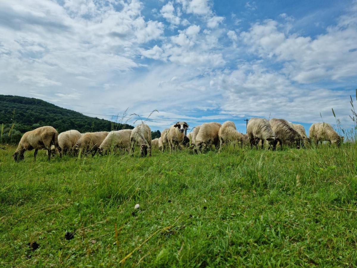 Отель Langa Stana Куртя-де-Арджеш Экстерьер фото